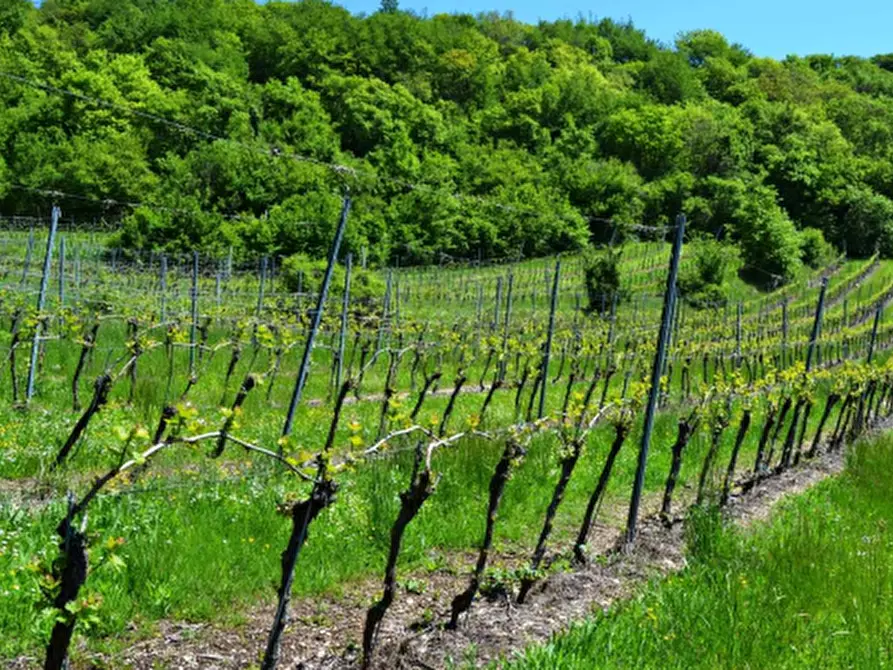 terreno agricolo in vendita a Cazzano di Tramigna in zona Campiano