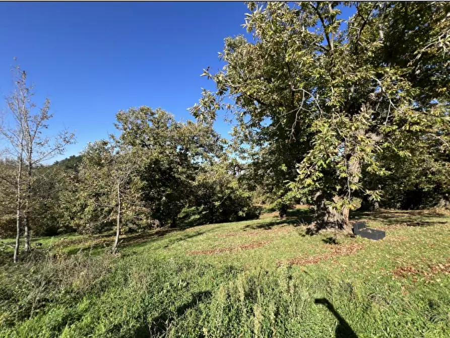 terreno agricolo in vendita a Loiano