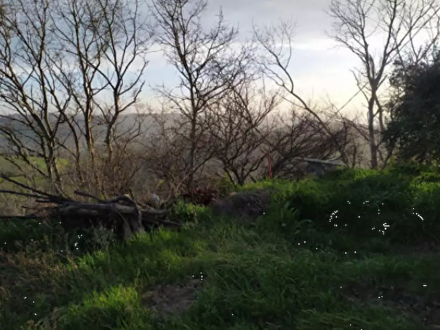 Immagine 3 di Terreno agricolo in vendita  in Contrada S. Girolamo a Fermo
