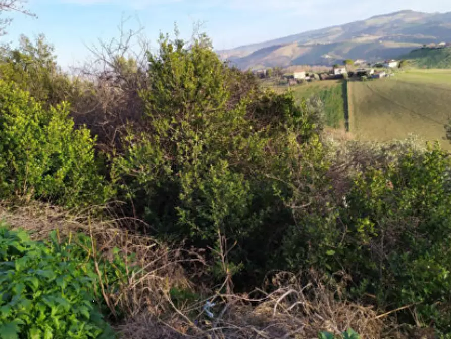 Immagine 4 di Terreno agricolo in vendita  in Contrada S. Girolamo a Fermo