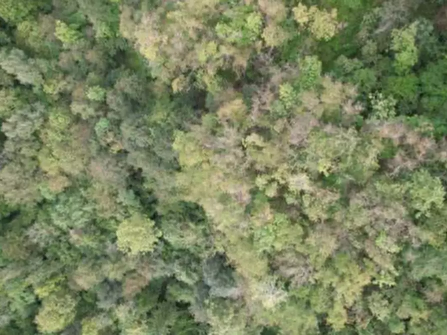Immagine 3 di Terreno agricolo in vendita  in  Via Gioz a Belluno