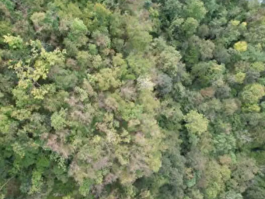Immagine 4 di Terreno agricolo in vendita  in  Via Gioz a Belluno