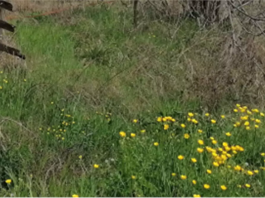 Immagine 6 di Terreno agricolo in vendita  in Via Po a Copparo