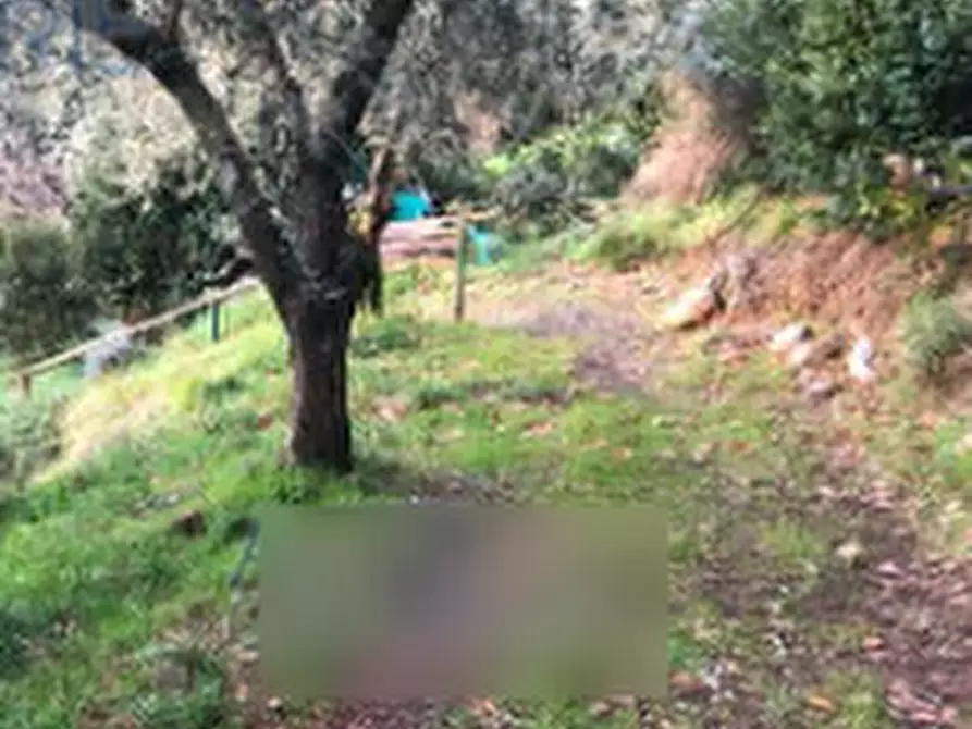 Immagine 2 di Terreno agricolo in vendita  in Via Montalbano a Serravalle Pistoiese