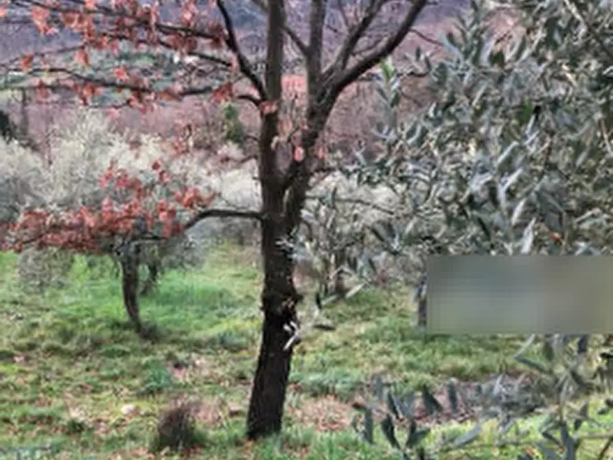Immagine 3 di Terreno agricolo in vendita  in Via Montalbano a Serravalle Pistoiese