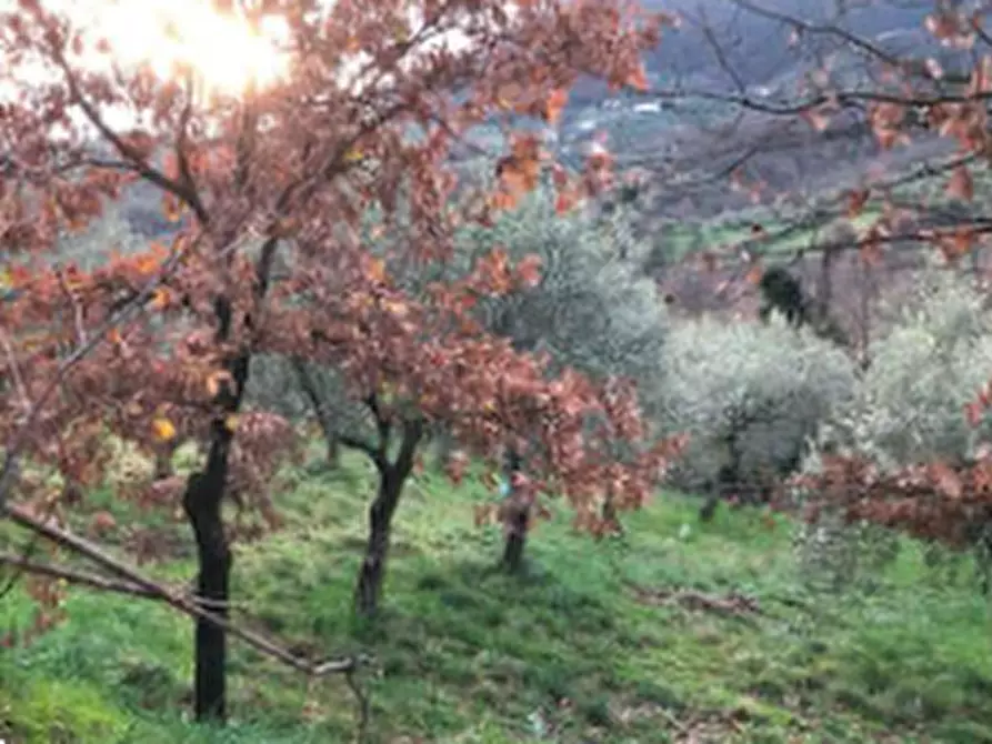 Immagine 1 di Terreno agricolo in vendita  in Via Montalbano a Serravalle Pistoiese