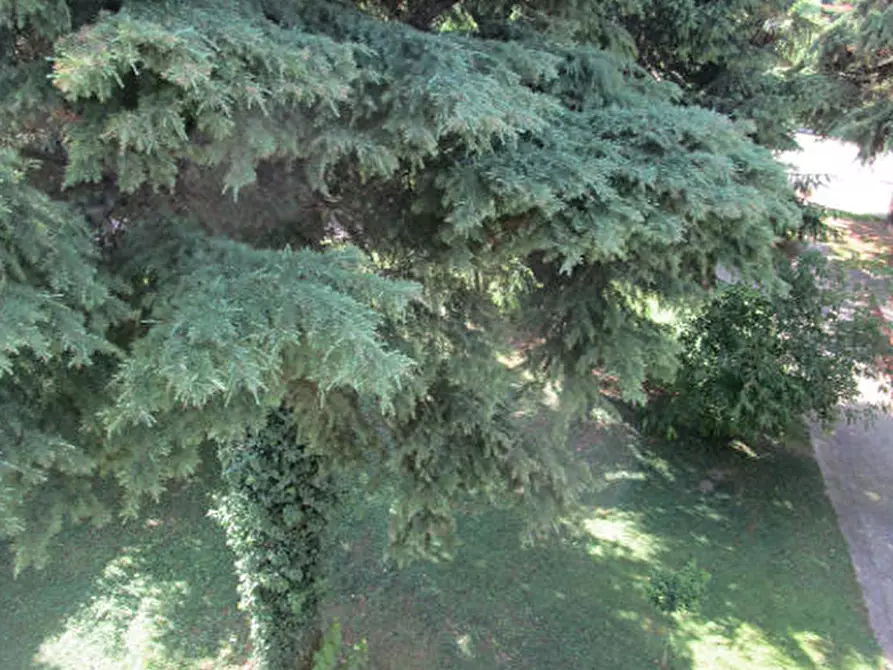 Immagine 4 di Appartamento in vendita  in Via Bragni a Cadoneghe