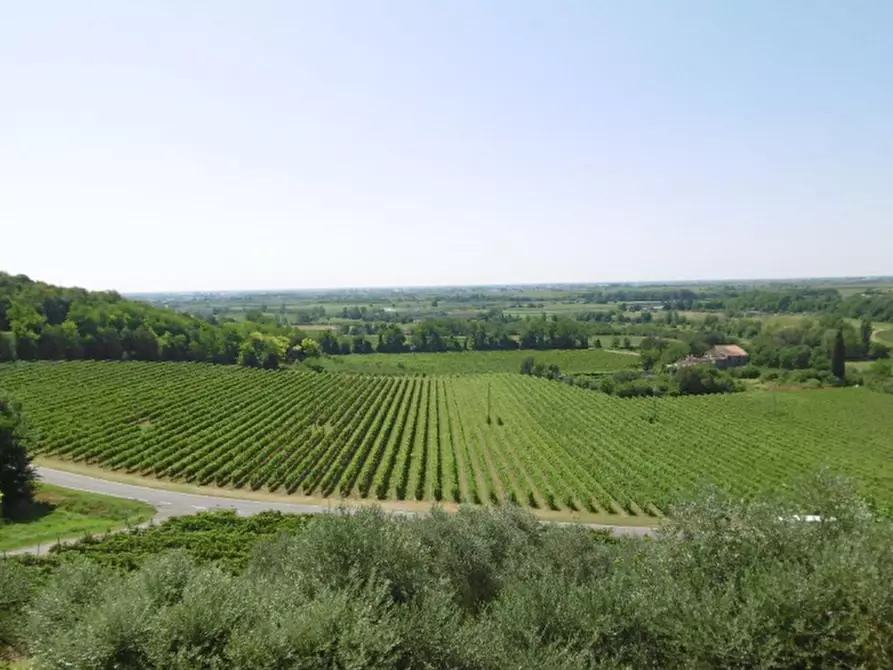 Immagine 7 di Azienda agricola in vendita  in Via Valle Molini a Sommacampagna