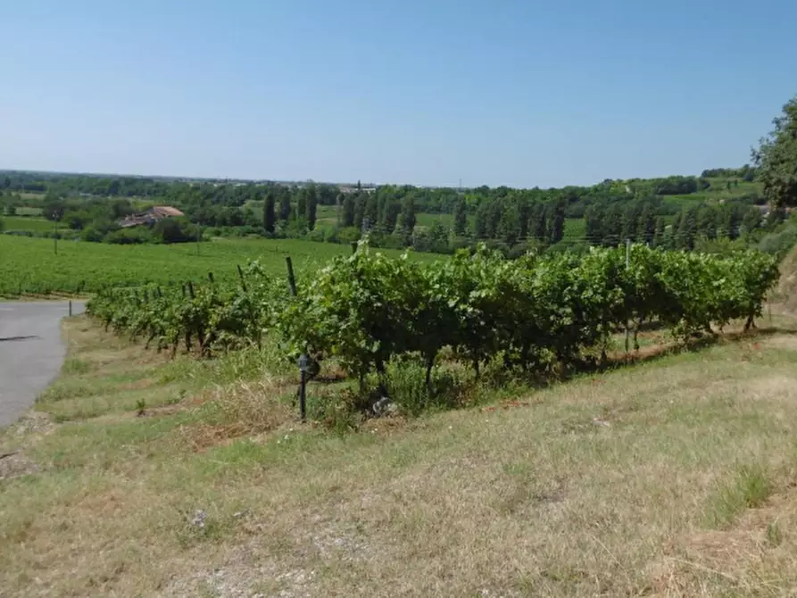 Immagine 8 di Azienda agricola in vendita  in Via Valle Molini a Sommacampagna