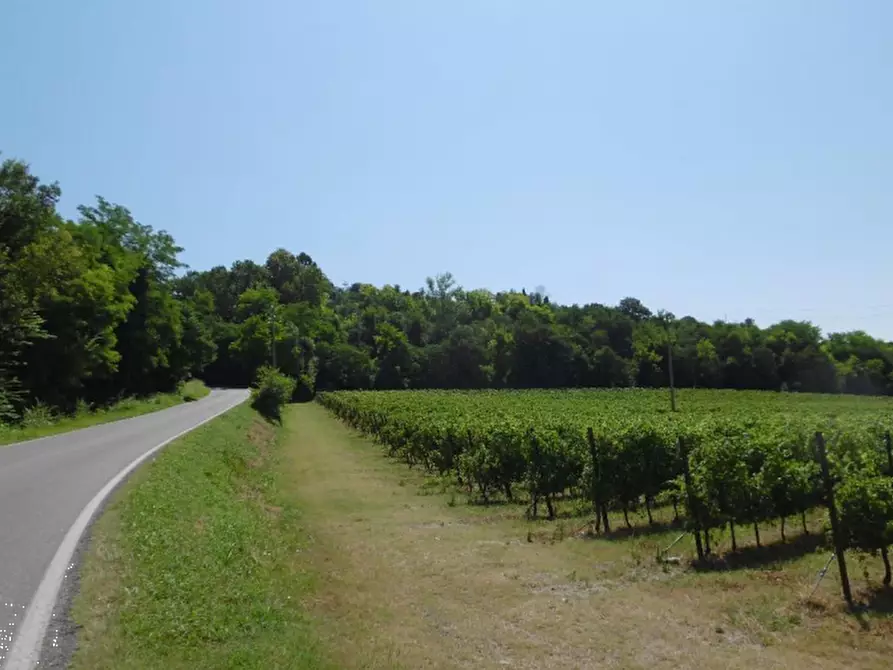 Immagine 9 di Azienda agricola in vendita  in Via Valle Molini a Sommacampagna