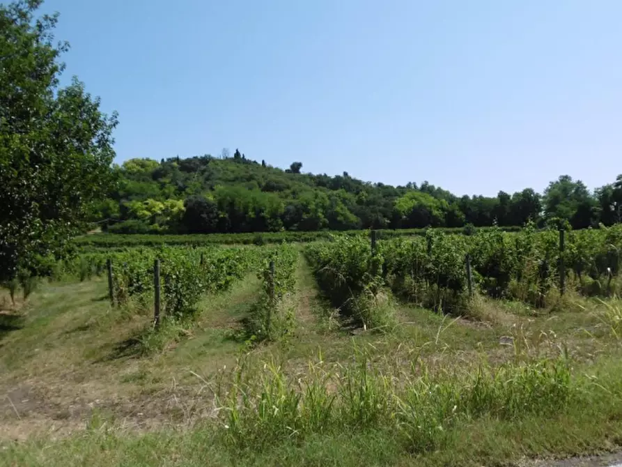 Immagine 10 di Azienda agricola in vendita  in Via Valle Molini a Sommacampagna