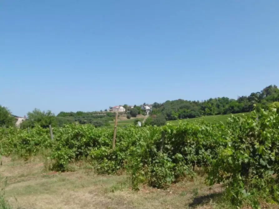 Immagine 11 di Azienda agricola in vendita  in Via Valle Molini a Sommacampagna