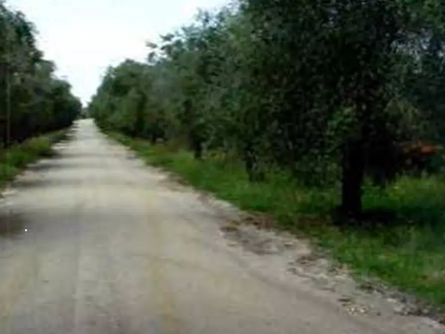 Immagine 2 di Terreno edificabile in vendita  in Strada Statale Nettunense a Lanuvio