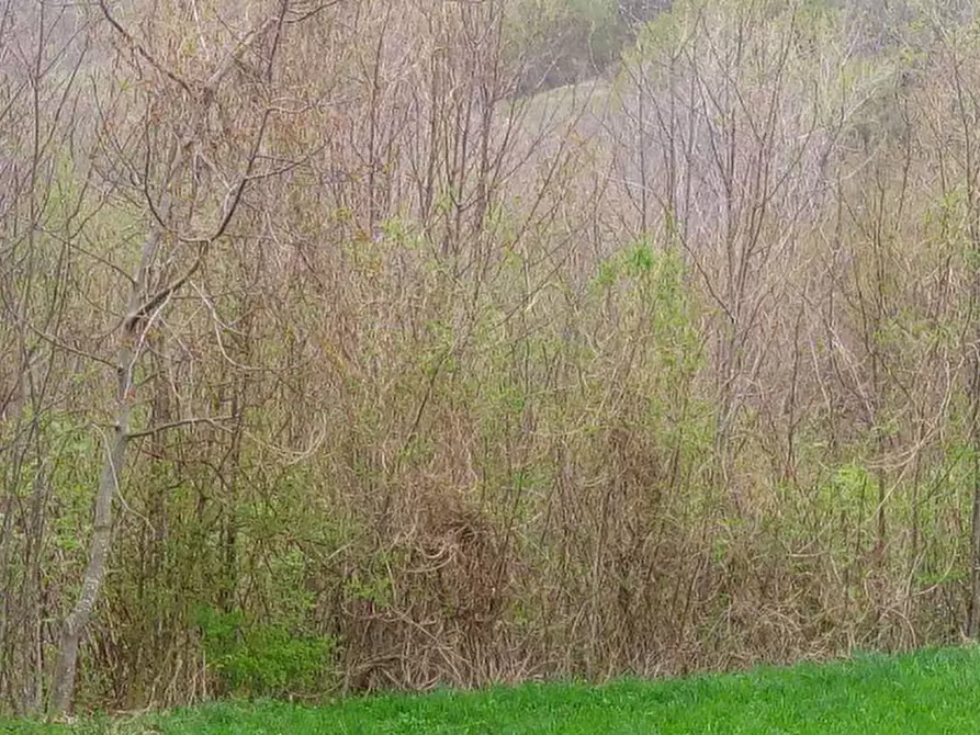 Immagine 4 di Terreno agricolo in vendita  in Localita' Tornarezza a Ferriere