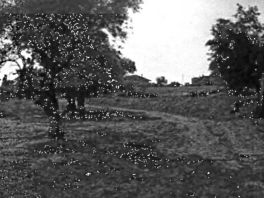 Immagine 3 di Terreno agricolo in vendita  in Via S. Quirico a Lapedona