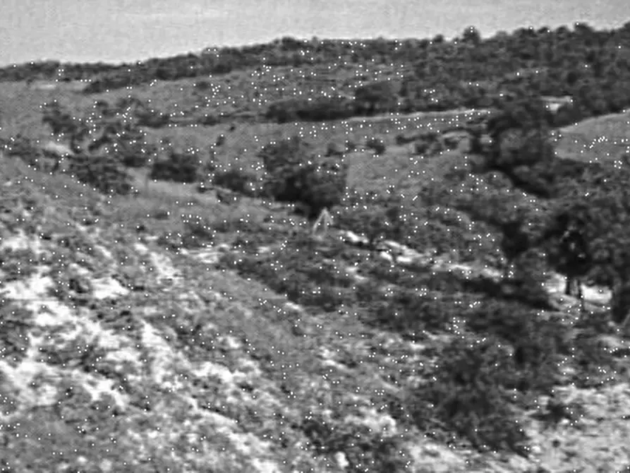 Immagine 4 di Terreno agricolo in vendita  in Via S. Quirico a Lapedona