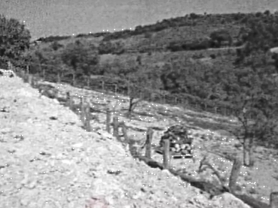 Immagine 6 di Terreno agricolo in vendita  in Via S. Quirico a Lapedona