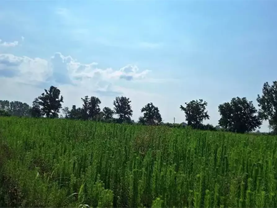 Immagine 1 di Terreno agricolo in vendita  in Località Ozzero a Ozzero
