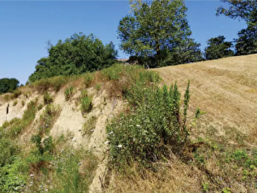 Immagine 8 di Terreno agricolo in vendita  in Contrada Guazzetti  a Montegranaro