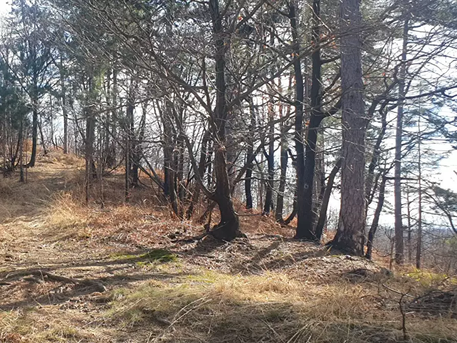 Immagine 8 di Terreno agricolo in vendita  in località Levone a Levone