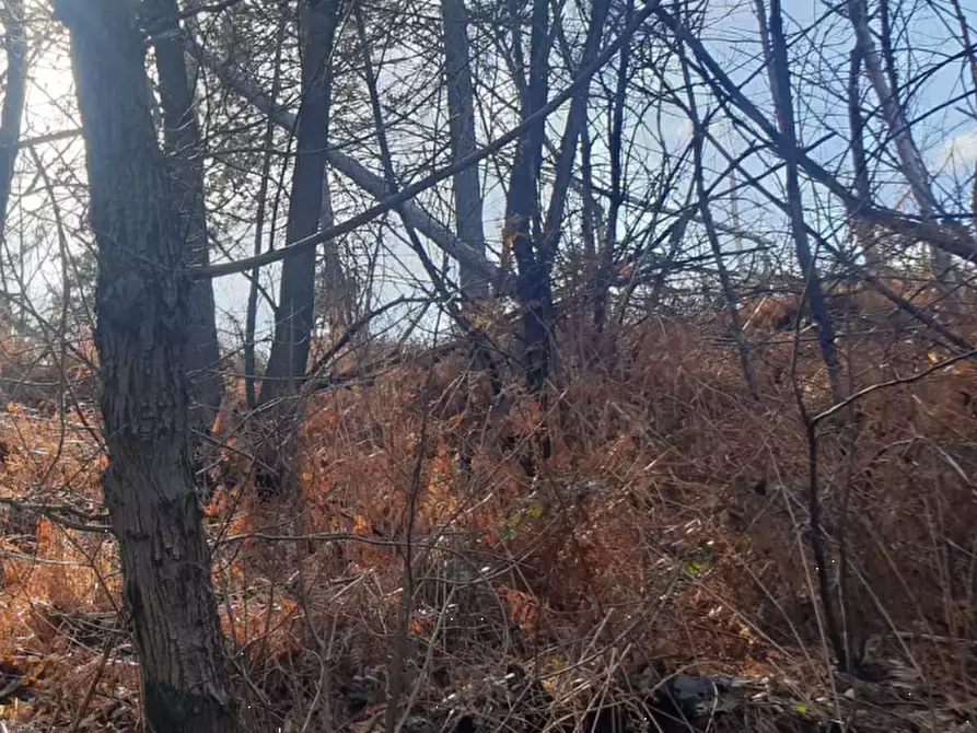 Immagine 10 di Terreno agricolo in vendita  in località Levone a Levone