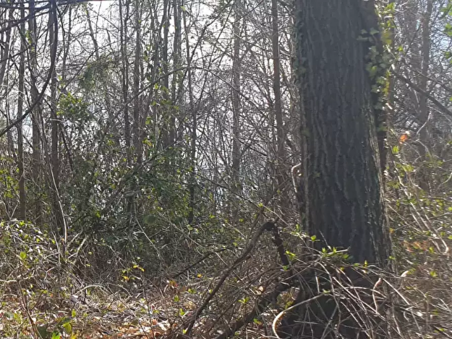 Immagine 15 di Terreno agricolo in vendita  in località Levone a Levone