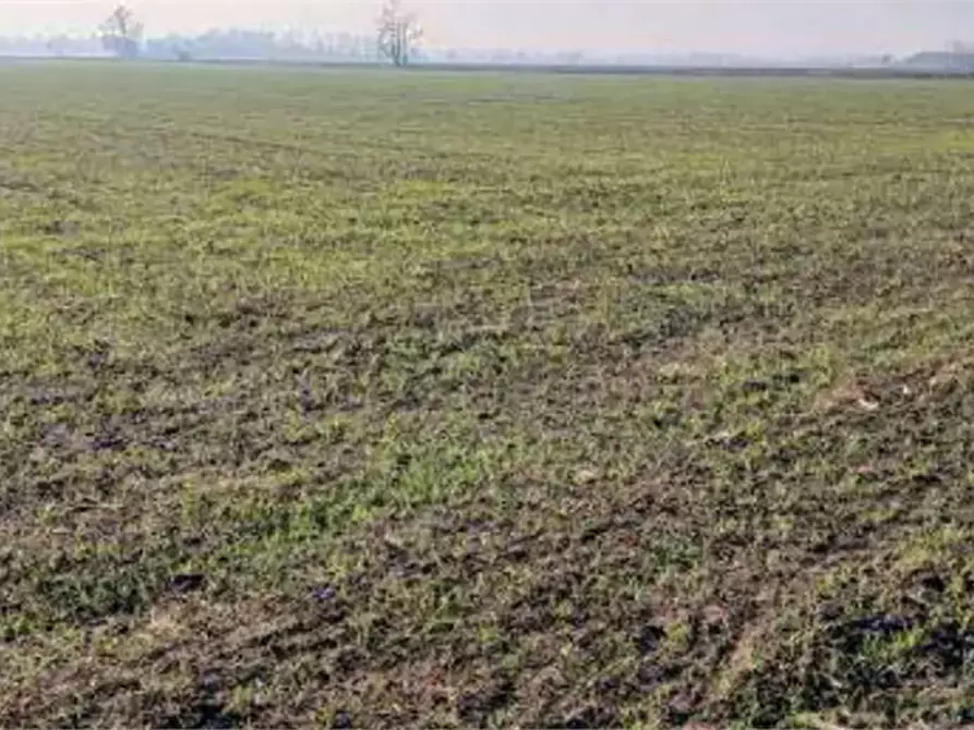 Immagine 4 di Terreno agricolo in vendita  in Località Ronchi a Povegliano Veronese