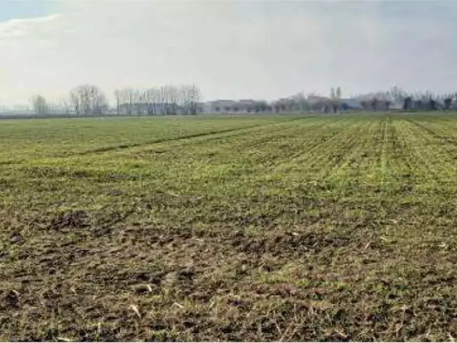 Immagine 5 di Terreno agricolo in vendita  in Località Ronchi a Povegliano Veronese