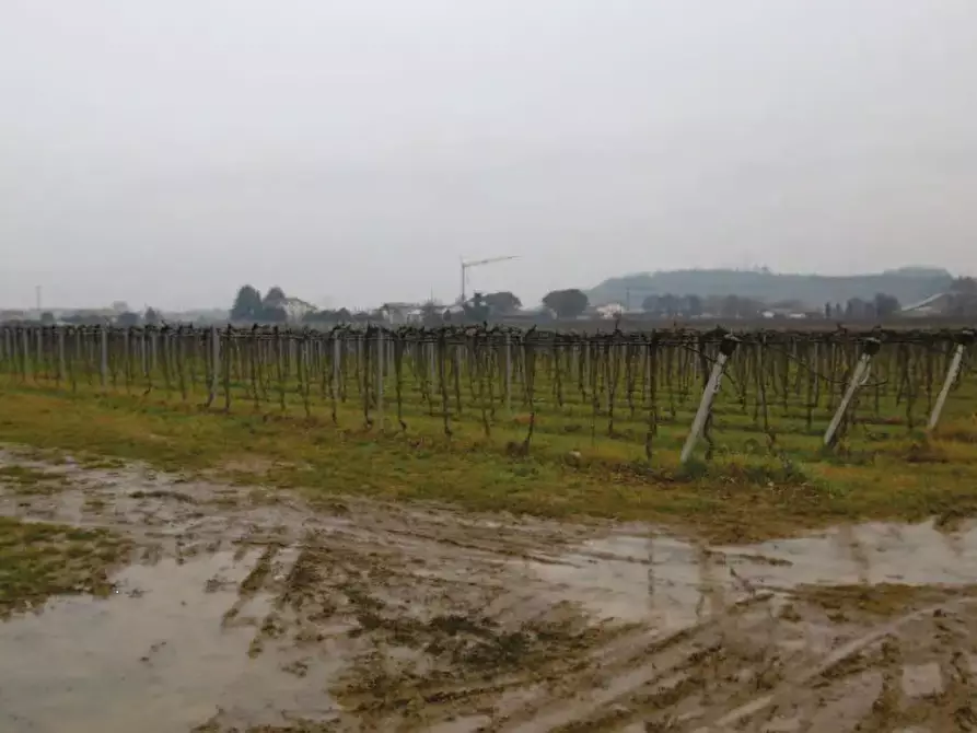 Immagine 2 di Terreno agricolo in vendita  in via Pigno a Pescantina