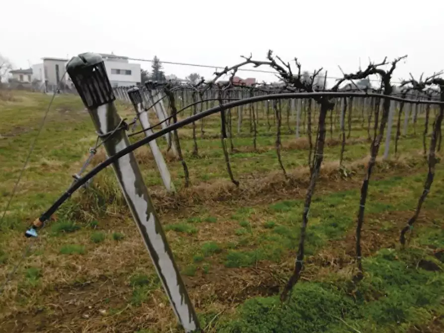 Immagine 6 di Terreno agricolo in vendita  in via Pigno a Pescantina
