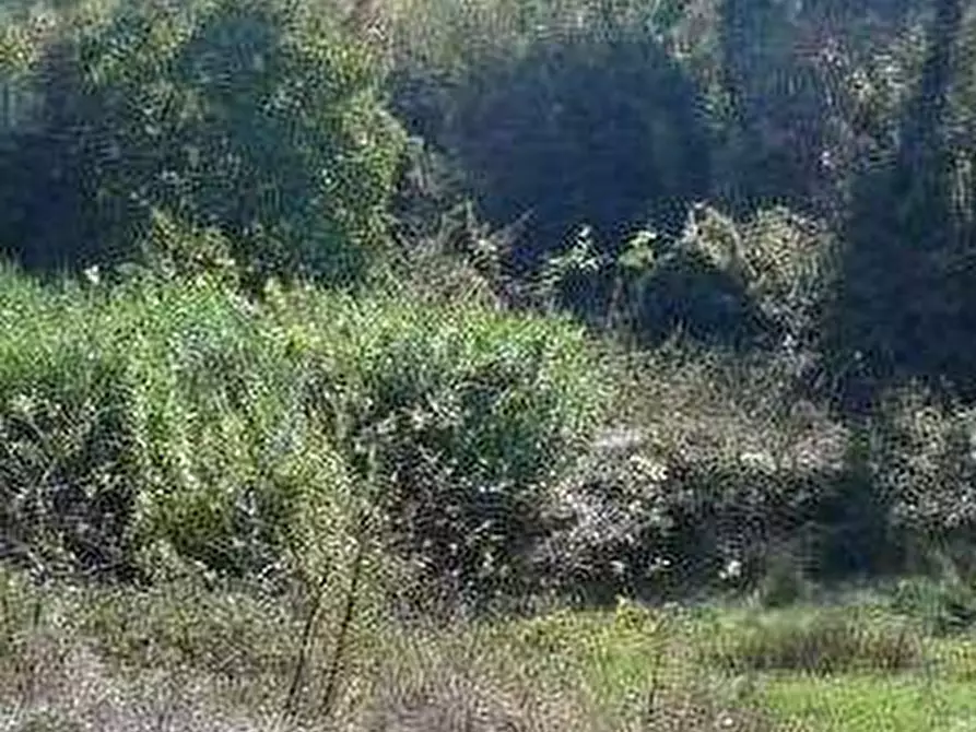 Immagine 1 di Terreno agricolo in vendita  in Via dei Vicinale dei Gobbi a Monsummano Terme