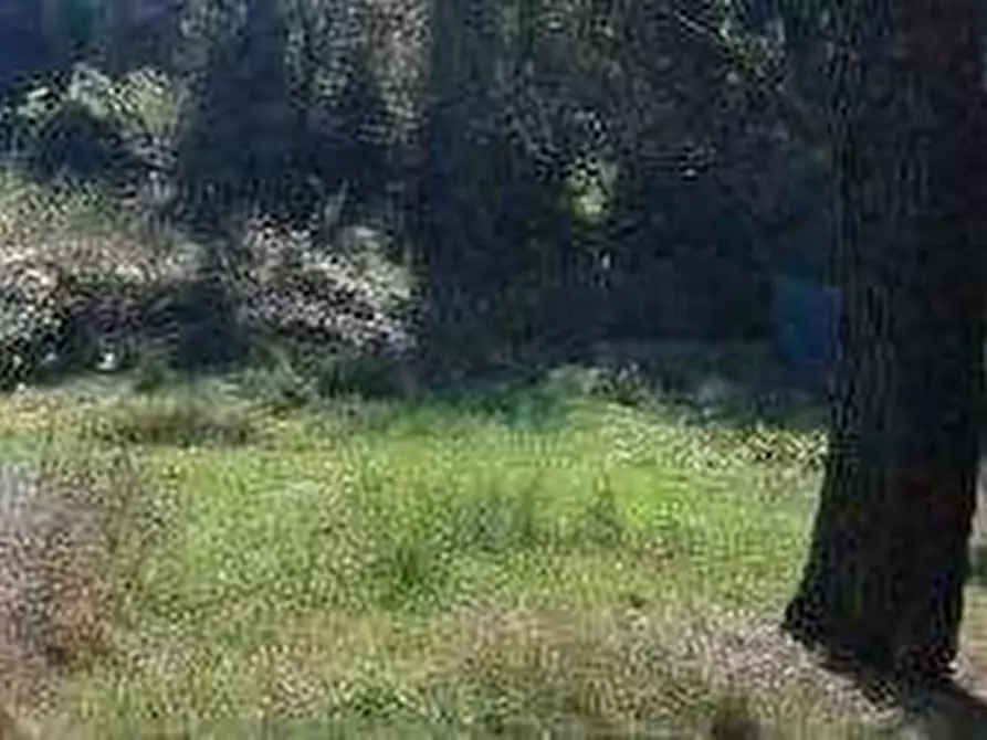 Immagine 3 di Terreno agricolo in vendita  in Via dei Vicinale dei Gobbi a Monsummano Terme