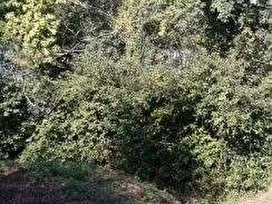 Immagine 5 di Terreno agricolo in vendita  in Via dei Vicinale dei Gobbi a Monsummano Terme