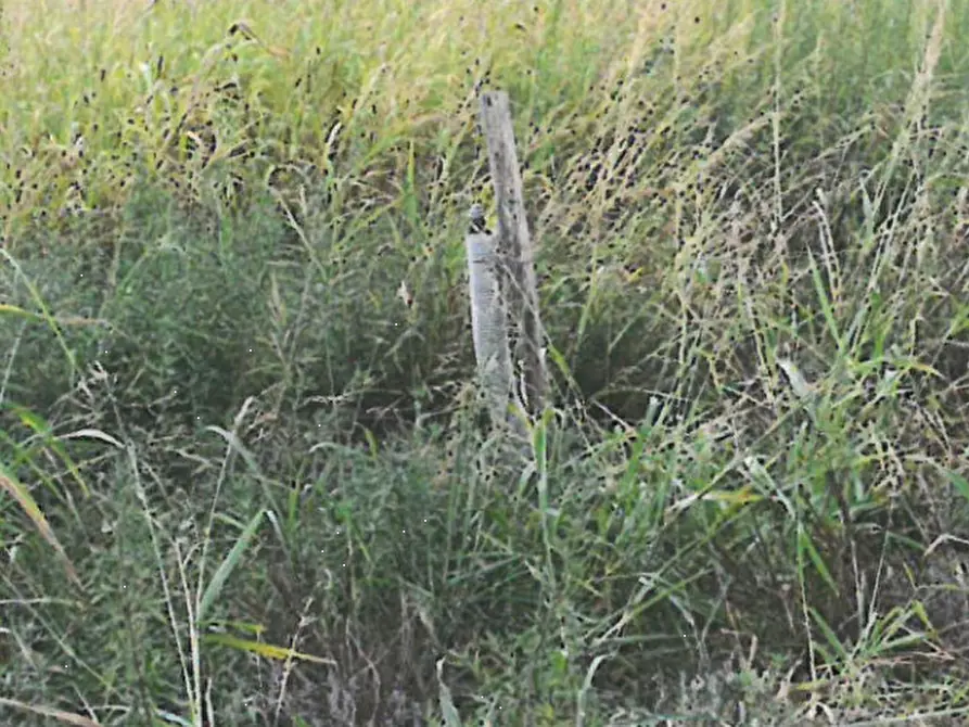 Immagine 4 di Terreno agricolo in vendita  in Via Cà Oddo a Monselice