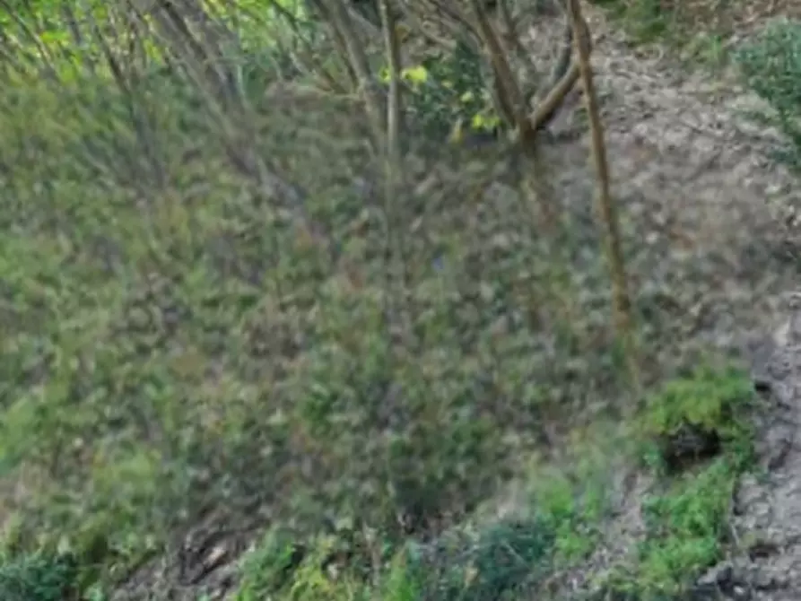 Immagine 8 di Terreno agricolo in vendita  in via Regazzoni Bassa a Montegrotto Terme