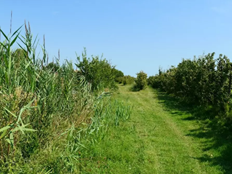 Immagine 7 di Azienda agricola in vendita  in via Sarasina a San Giovanni In Persiceto