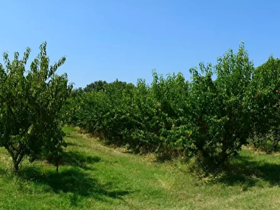 Immagine 8 di Azienda agricola in vendita  in via Sarasina a San Giovanni In Persiceto