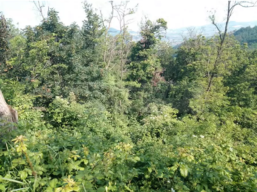 Immagine 4 di Terreno agricolo in vendita  in Località Case Varesi a Pianello Val Tidone