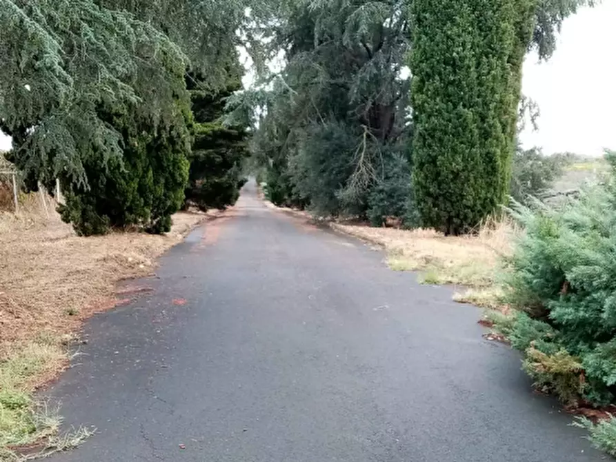 Immagine 4 di Azienda agricola in vendita  in Via Velletri-Nettuno  a Velletri
