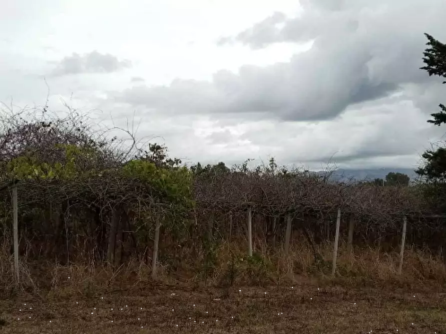 Immagine 5 di Azienda agricola in vendita  in Via Velletri-Nettuno  a Velletri