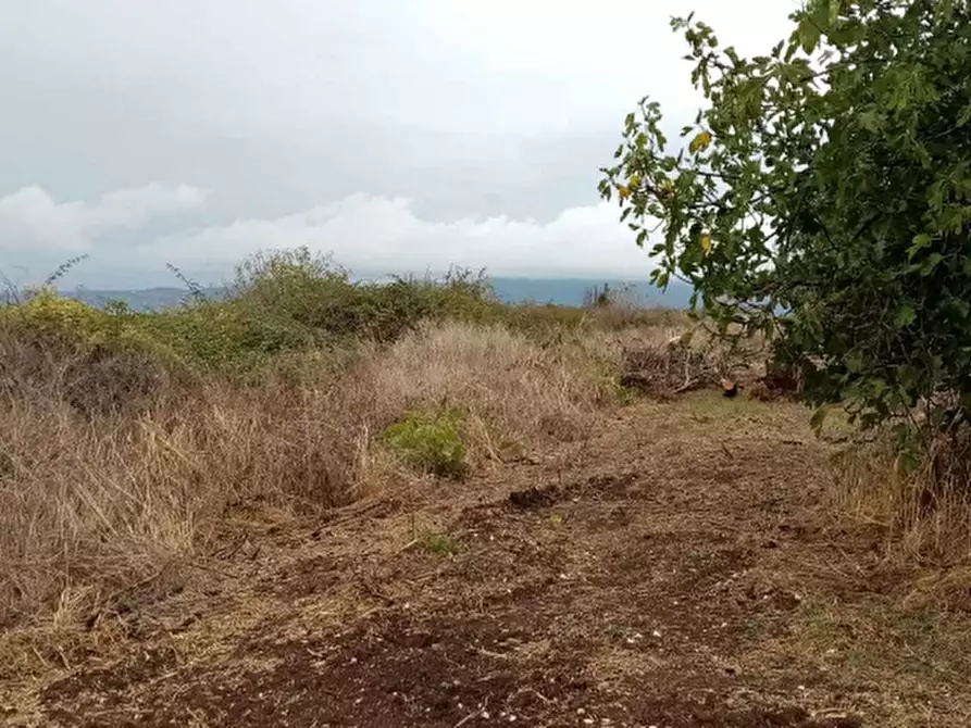 Immagine 6 di Azienda agricola in vendita  in Via Velletri-Nettuno  a Velletri