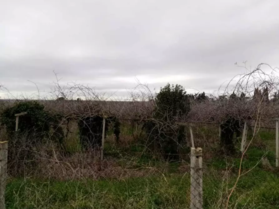 Immagine 8 di Azienda agricola in vendita  in Via Velletri-Nettuno  a Velletri