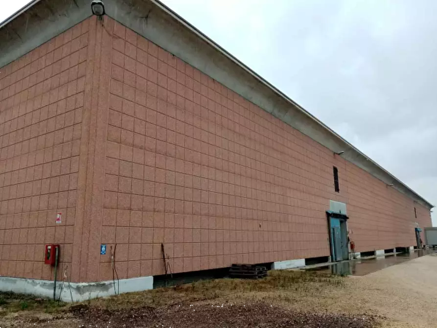 Immagine 10 di Azienda agricola in vendita  in Via Velletri-Nettuno  a Velletri