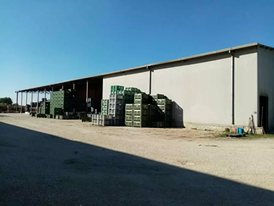 Immagine 13 di Azienda agricola in vendita  in Via Velletri-Nettuno  a Velletri