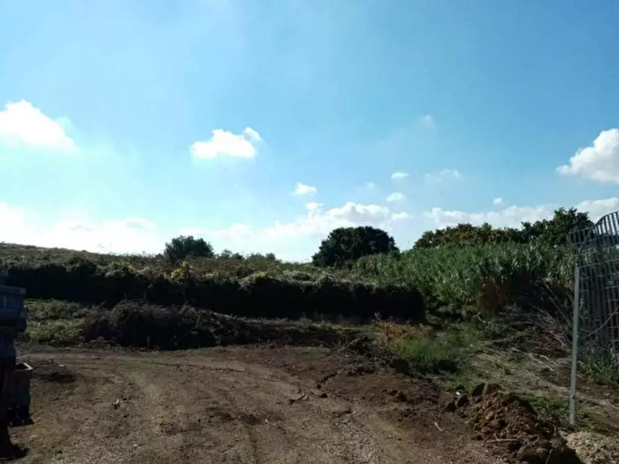 Immagine 15 di Azienda agricola in vendita  in Via Velletri-Nettuno  a Velletri