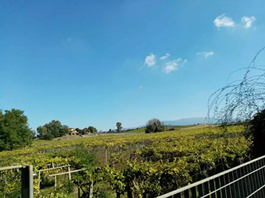 Immagine 16 di Azienda agricola in vendita  in Via Velletri-Nettuno  a Velletri