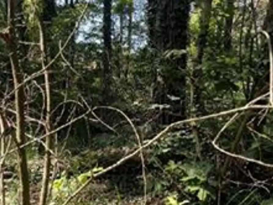Immagine 2 di Terreno agricolo in vendita  in Via Cristoforo Colombo a Somma Lombardo