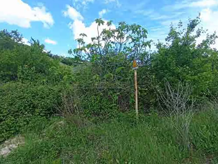 Immagine 4 di Terreno agricolo in vendita  in Fosso Cantagallo a Altidona