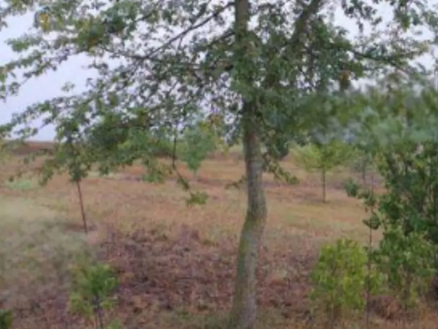 Immagine 2 di Terreno edificabile in vendita  in Strada Vicinale del Castellino a Alessandria