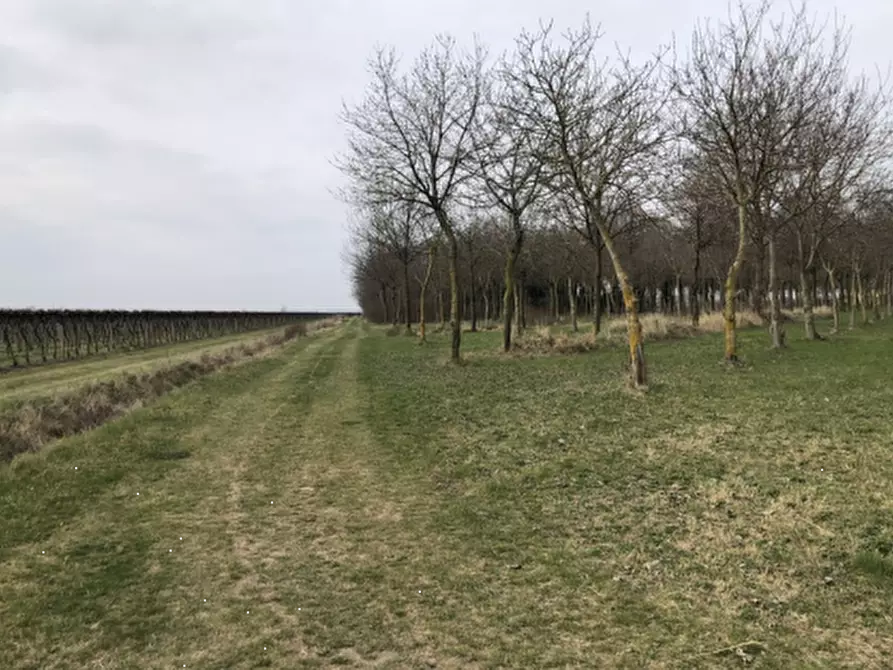 Immagine 7 di Rustico / casale in vendita  in Via comunale postumia di faè a Oderzo